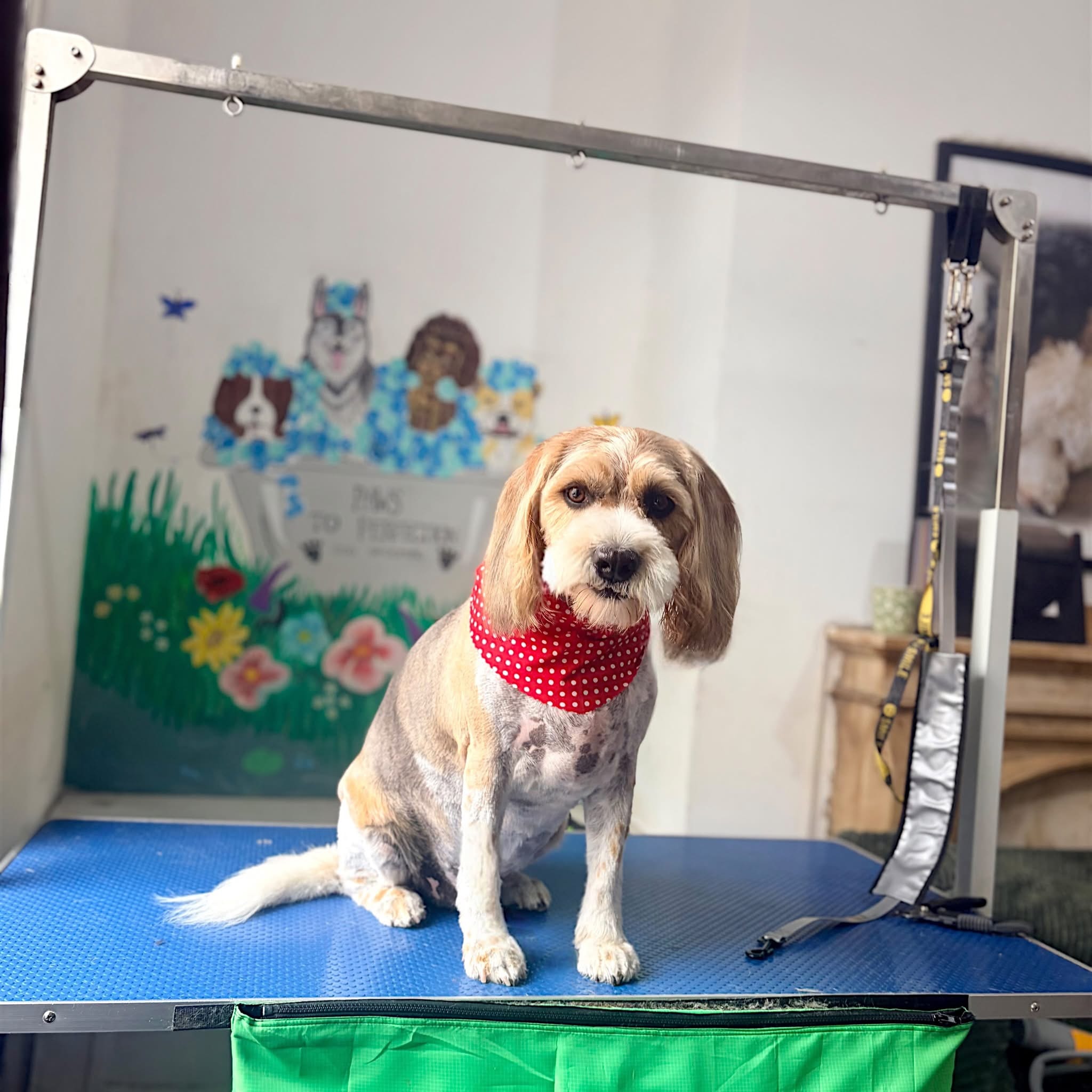 Beautifully groomed dog at Paws to Perfection