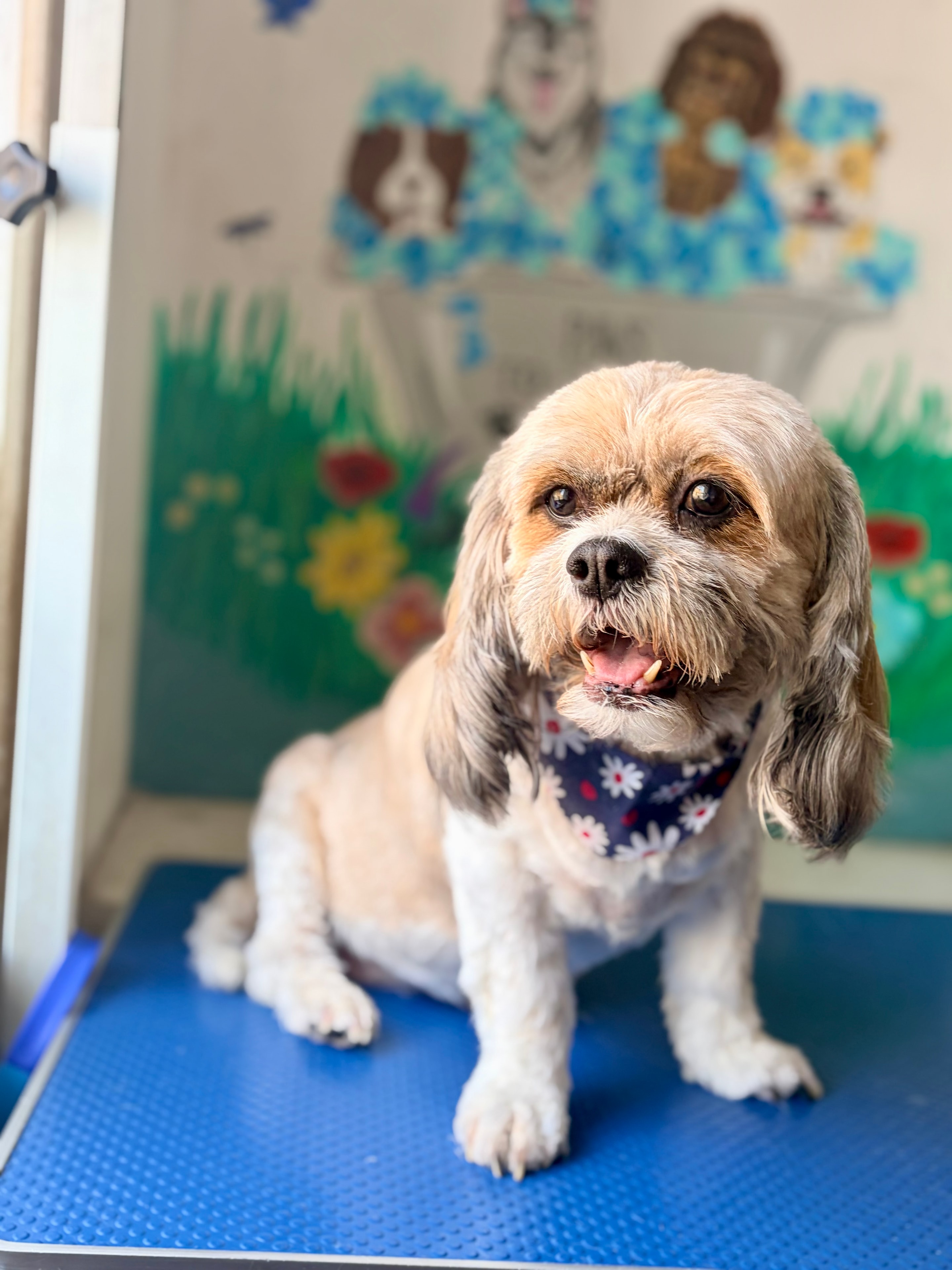 Freshly groomed dog at Paws to Perfection