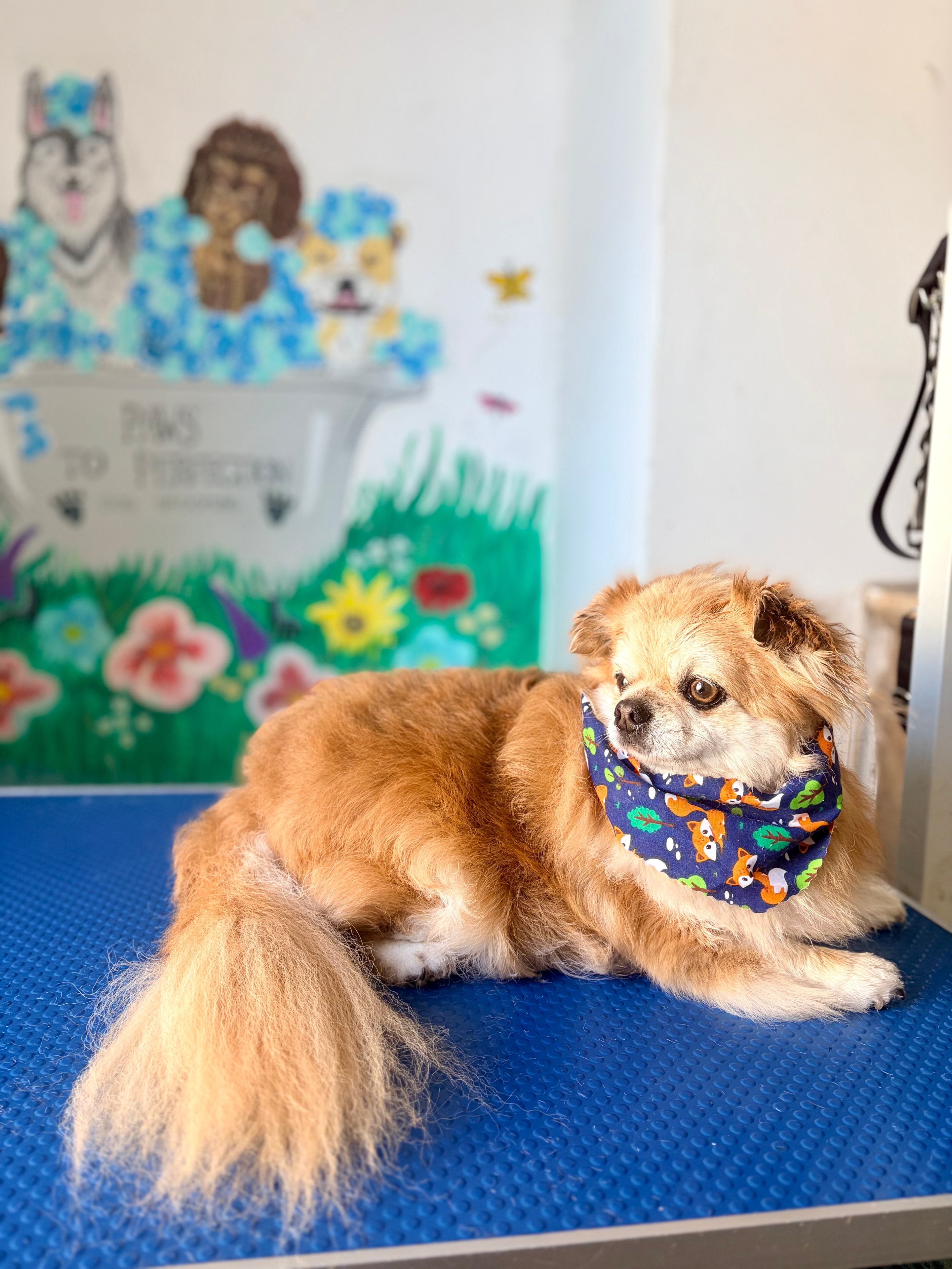 Golden doodle after grooming at Paws to Perfection