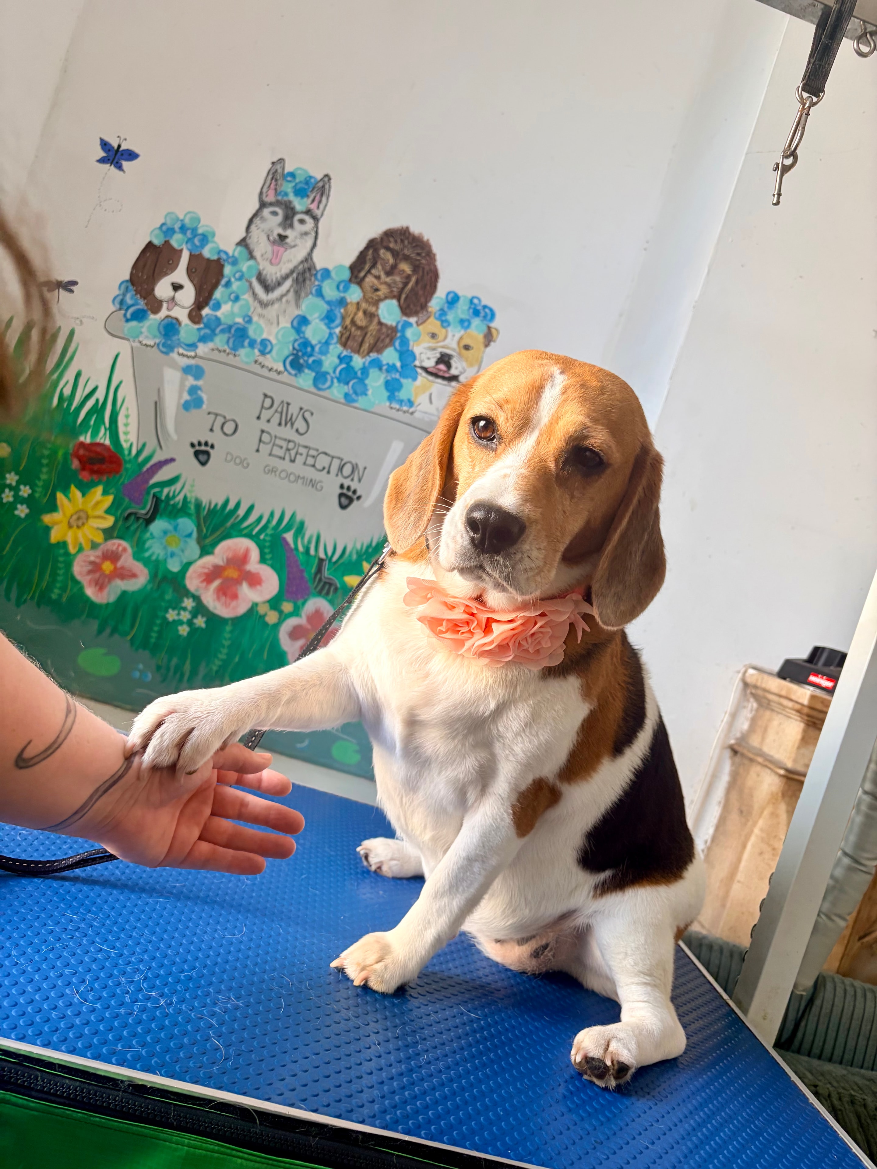 Happy dog after grooming at Paws to Perfection